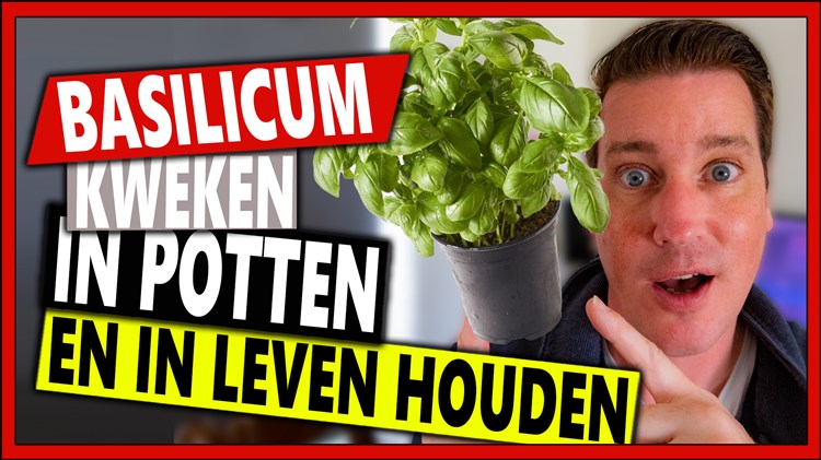 Afbeelding bij Basilicum kweken in potten
