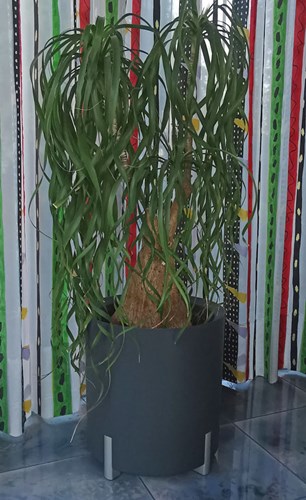 Afbeelding bij Beaucarnea recurvata / Olifantpoot