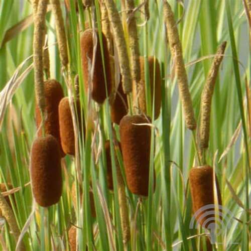 Afbeelding bij Bebladerde lisdodde - Typha gracilis