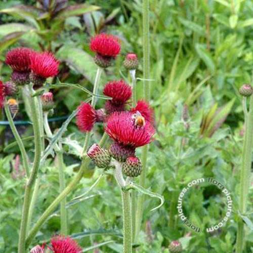 Afbeelding bij Beekdistel - Cirsium rivulare &#039;Atropurpureum&#039;