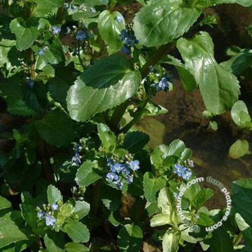 Afbeelding bij Beekpunge - Veronica beccabunga 