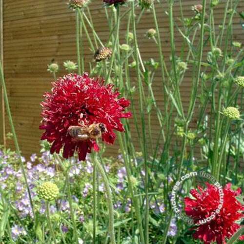 Afbeelding bij Beemdkroon - Knautia macedonica 