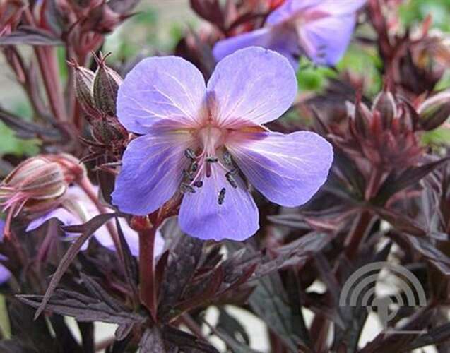 Afbeelding bij Beemdooievaarsbek - Geranium prat. 'Midnight Reiter'