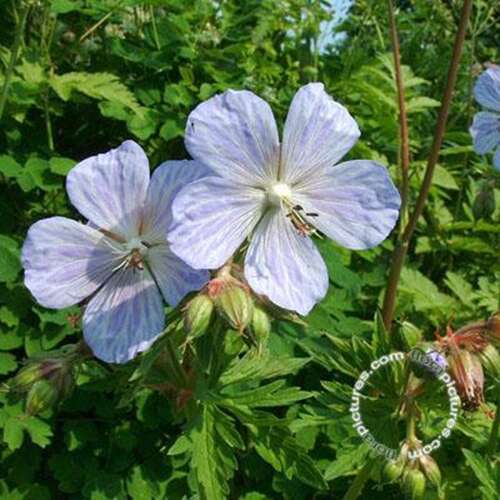 Afbeelding bij Beemdooievaarsbek - Geranium prat. 'Mrs Kendall Clark' 