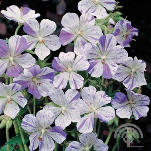Afbeelding bij Beemdooievaarsbek - Geranium prat. &#039;Splish-Splash&#039; 