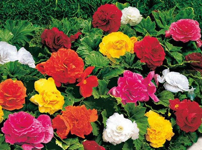 Afbeelding bij Begonia / Tuinbegonia Plantenfiche