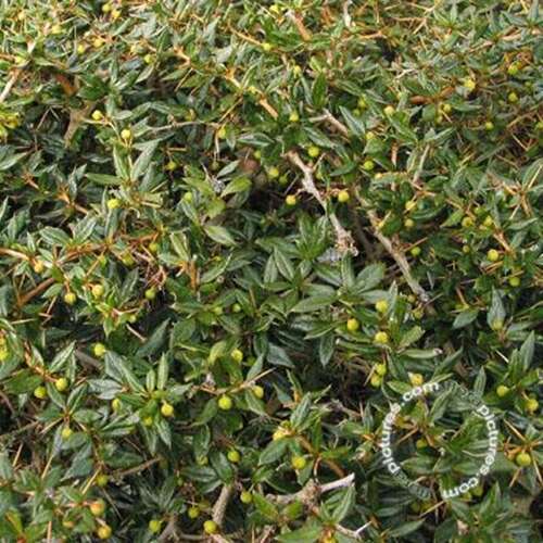 Afbeelding bij Zuurbes - Berberis frikartii &#039;Amstelveen&#039; 