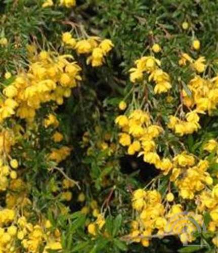 Afbeelding bij Zuurbes - Berberis stenophylla