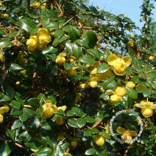 Afbeelding bij Berberis - Berberis verruculosa 