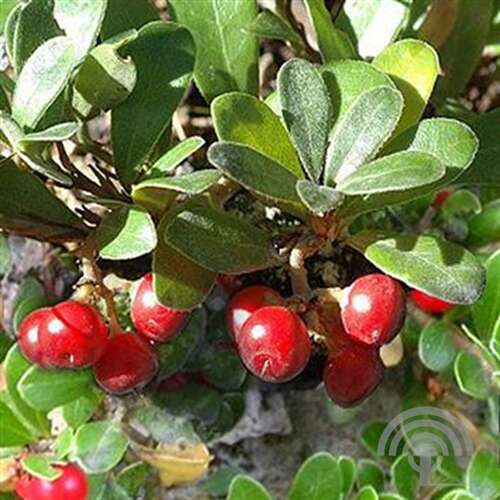 Afbeelding bij Berendruif - Arctostaphylos uva-ursi
