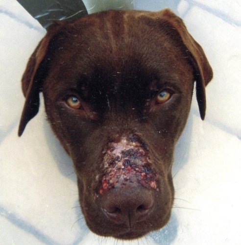 Afbeelding bij Berenklauw aanraking pas op met huisdieren