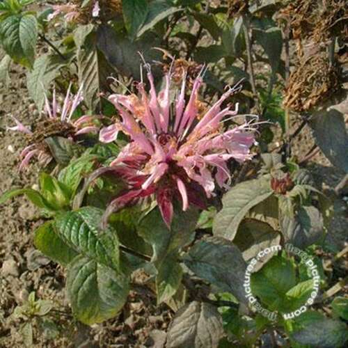 Afbeelding bij Bergamotplant - Monarda &#039;Beauty of Cobham&#039;