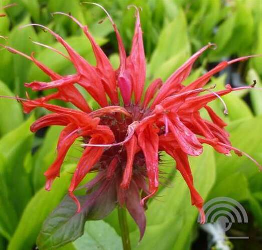 Afbeelding bij Bergamotplant - Monarda &#039;Cambridge Scarlet&#039;