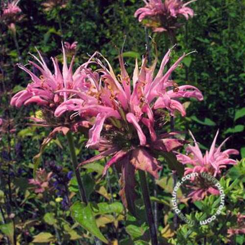 Afbeelding bij Bergamotplant - Monarda &#039;Croftway Pink&#039; 