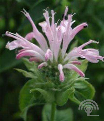 Afbeelding bij Bergamotplant - Monarda 'Fishes'