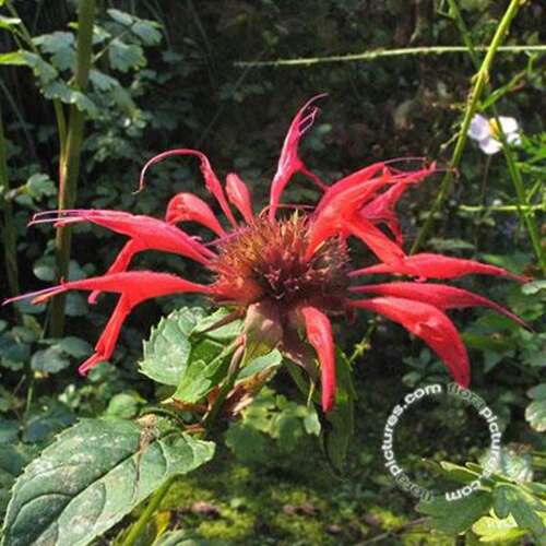 Afbeelding bij Bergamotplant - Monarda &#039;Gardenview Scarlet&#039;    