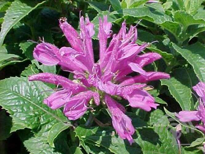 Afbeelding bij Bergamotplant - Monarda 'Petite Delight'