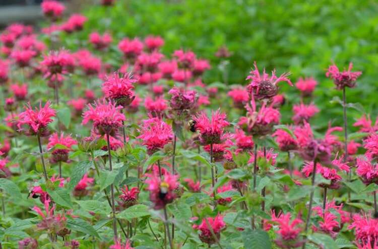 Afbeelding bij Bergamotplant - Monarda &#039;Pink Lace&#039; 