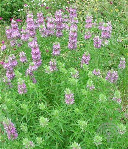 Afbeelding bij Bergamotplant - Monarda 'Prärienacht' 