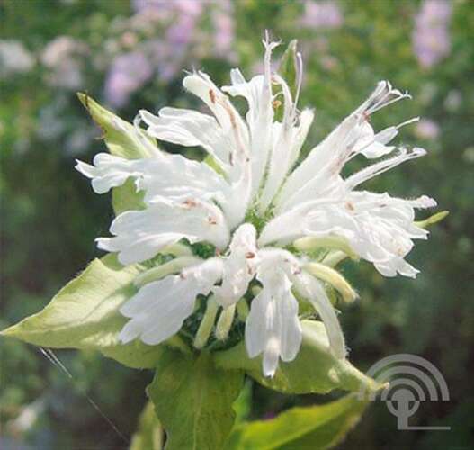 Afbeelding bij Bergamotplant - Monarda 'Schneewittchen' 