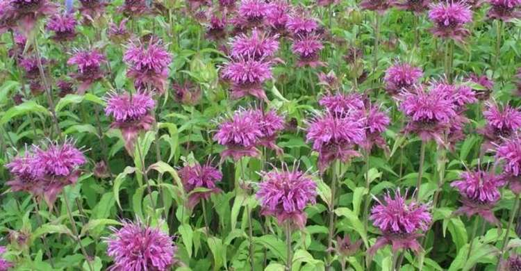 Afbeelding bij Bergamotplant - Monarda &#039;Scorpion&#039;  