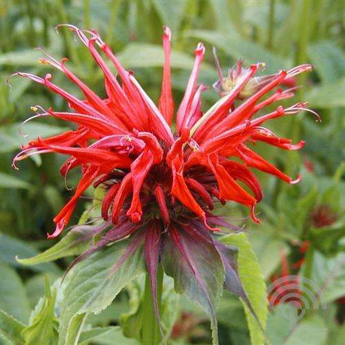 Afbeelding bij Bergamotplant - Monarda 'Squaw'  