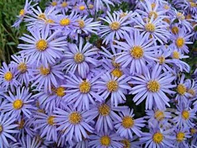 Afbeelding bij Bergaster (Aster Amellus)  &#039;Blue King&#039;
