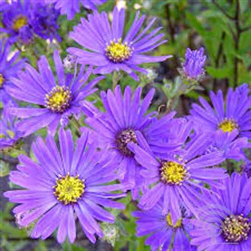 Afbeelding bij Bergaster (Aster Amellus) 'Breslau'