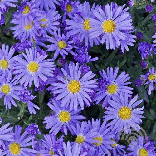 Afbeelding bij Bergaster (Aster Amellus) &#039;Rudolf Goethe&#039;