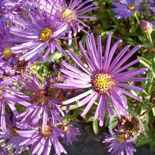 Afbeelding bij  Bergaster (Aster Amellus) 'Veilchenkönigin'
