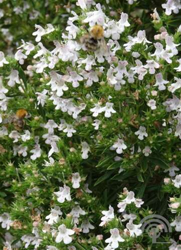 Afbeelding bij Bergbonenkruid  - Satureja montana 