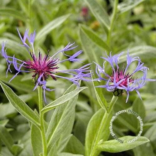Afbeelding bij Bergkorenbloem - Centaurea montana