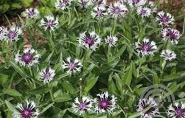 Afbeelding bij Bergkorenbloem - Centaurea montana &#039;Amethyst Snow&#039;®