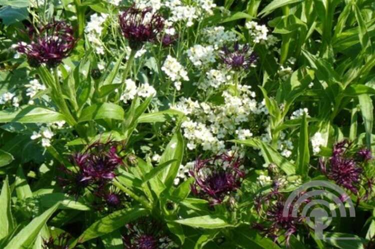 Afbeelding bij Bergkorenbloem - Centaurea montana &#039;Jordy&#039; 