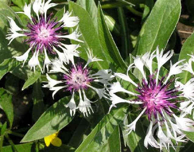 Afbeelding bij Bergkorenbloem - Centaurea montana &#039;Purple Heart&#039; 
