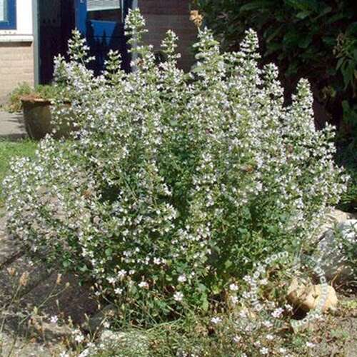 Afbeelding bij Bergsteentijm - Calamintha nepeta &#039;Nepeta&#039; 