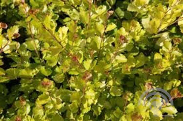 Afbeelding bij Berk dwergvorm - Betula nana &#039;Golden Treasure&#039; ® 