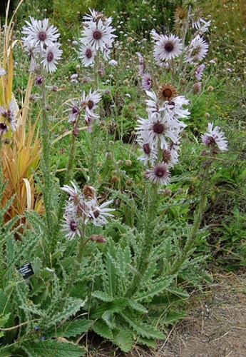 Afbeelding bij Berkheya  / Afrikaanse distel