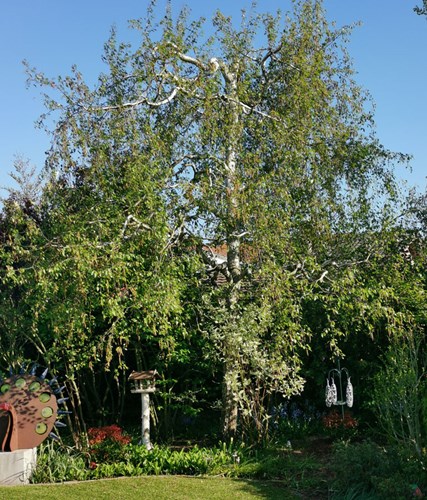 Afbeelding bij Betula / Zilver berk 