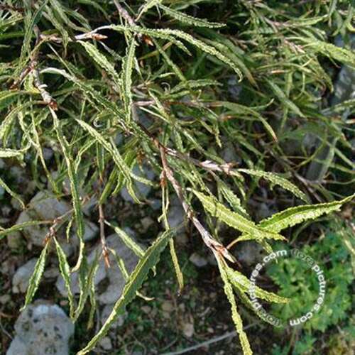 Afbeelding bij Beuk - dwergvorm - Fagus syl. &#039;Mercedes&#039; 