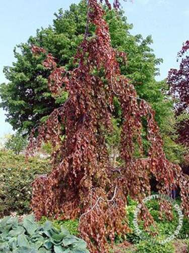 Afbeelding bij Beuk - Fagus syl. &#039;Purple Fountain&#039;