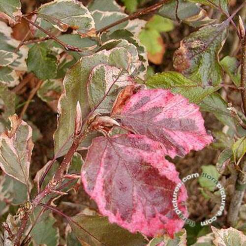 Afbeelding bij Beuk - Fagus syl. 'Purpurea Tricolor'