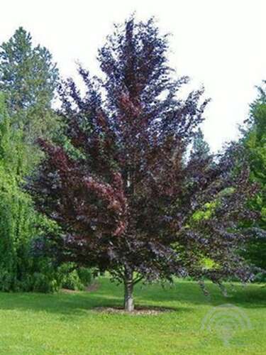 Afbeelding bij Beuk - Fagus syl. &#039;Riversii&#039; 