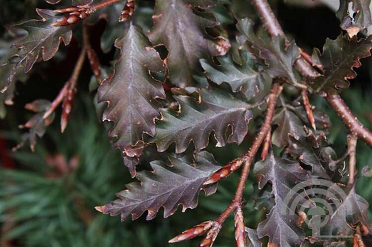 Afbeelding bij Beuk - Fagus syl. &#039;Rohan Weeping&#039; 