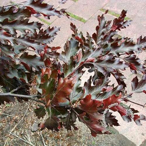 Afbeelding bij Beuk - Fagus syl. 'Rohanii'