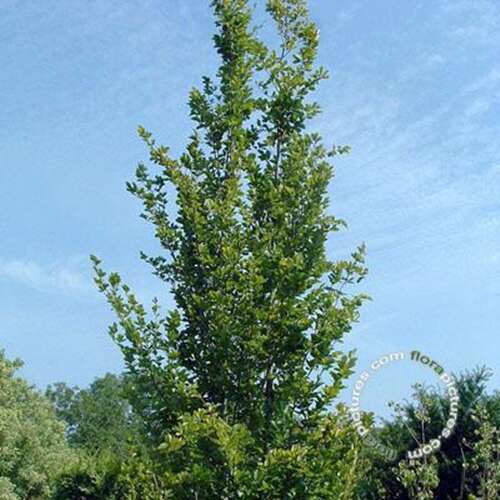 Afbeelding bij Beuk - zuilvorm - Fagus syl. &#039;Dawyck&#039;  