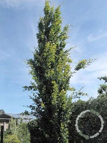 Afbeelding bij Beuk - zuilvorm - Fagus syl. 'Dawyck Gold'