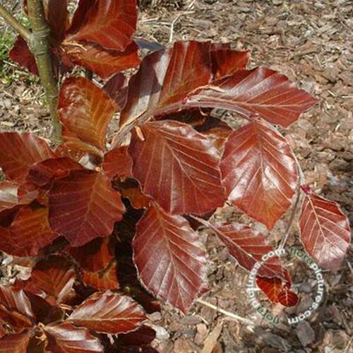 Afbeelding bij Beuk - zuilvorm - Fagus syl. &#039;Dawyck Purple&#039; 