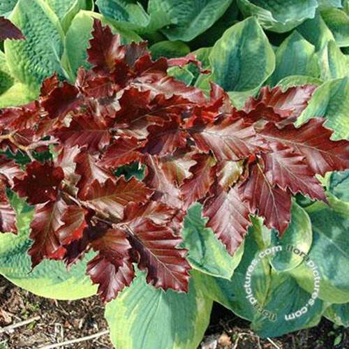 Afbeelding bij Beuk - zuilvorm - Fagus syl. &#039;Rohan Obelisk&#039; 