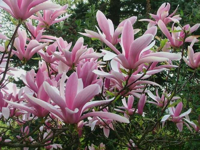 Afbeelding bij Beverboom - Magnolia 'Betty'